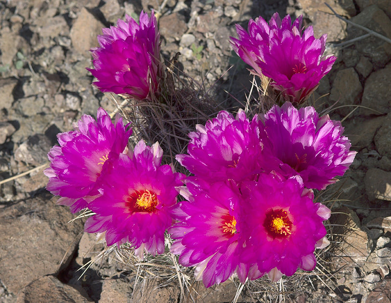 Thelocactus bicolor
